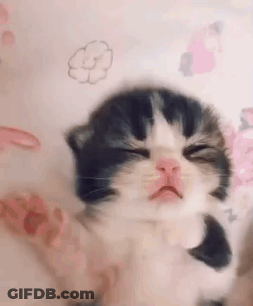 Black And White Kitten Sleeping GIF