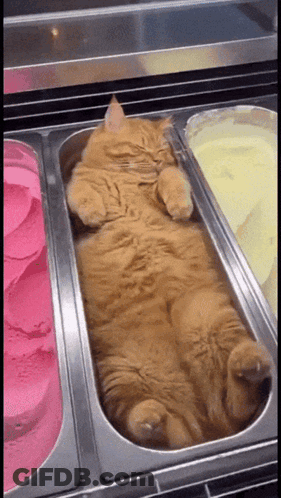 Black And White Kitten Sleeping On Bed GIF