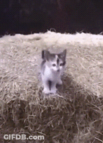 Black And White Kitten Standing In Hay GIF