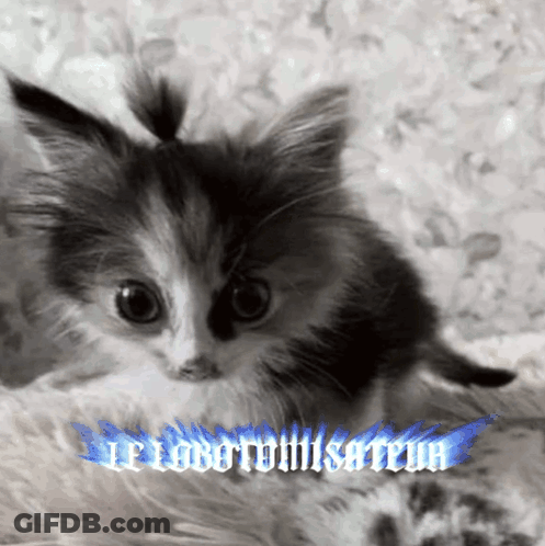 Black And White Kitten With Blue Flame Saying Le Lobotomisateur GIF