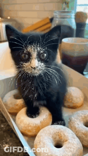 Black-And-White Kitten With Powdered Sugar By Donut Box GIF
