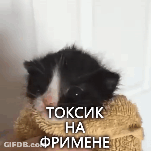 Black And White Kitten Wrapped In Blanket Toxsik Ha Frimene GIF