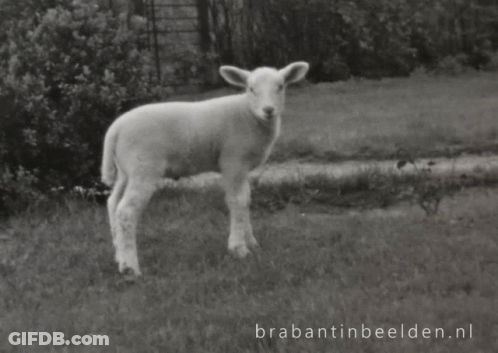Black And White Lamb GIF