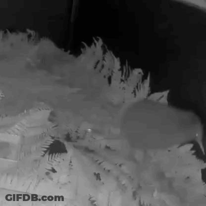 Black And White Landscape GIF