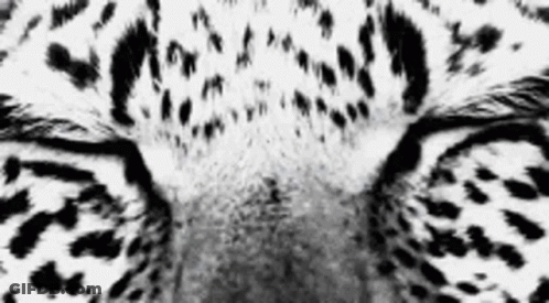 Black And White Leopard Face GIF