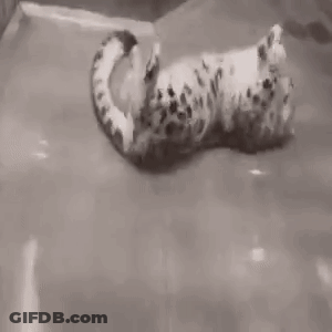 Black And White Leopard Lying On Back In Pool GIF
