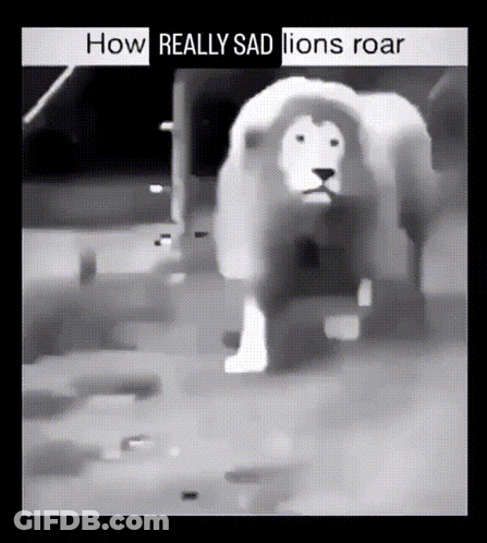 Black And White Lion How Really Sad Lions Roar GIF