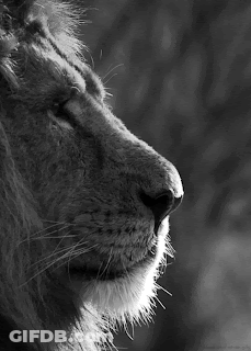Black And White Lion Nose GIF