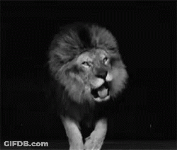 Black And White Lion Roar GIF
