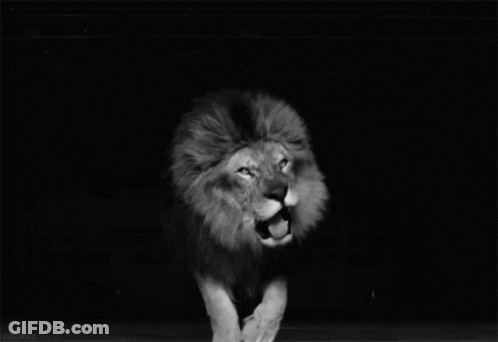 Black And White Lion Showing Sharp Teeth GIF