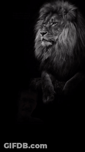 Black And White Man And Lion Singa Akan Pergi Ketika Ada Anjing Menggonggong GIF