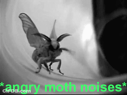 Black And White Moth Angry Moth Noises GIF