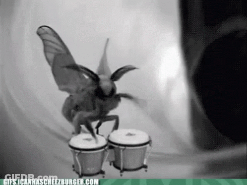 Black And White Moth Playing Bongos Gifs.icanhascheezburger.com GIF