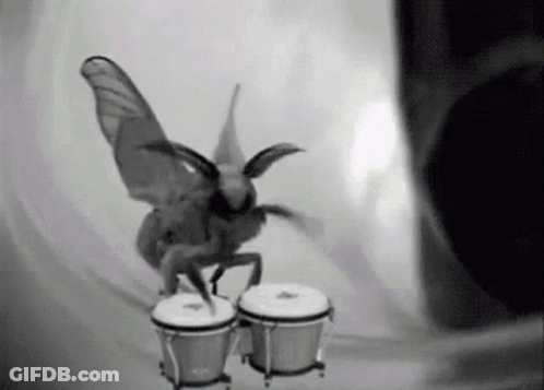 Black And White Moth Playing Bongos GIF
