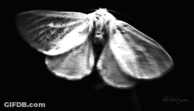Black And White Moth With 'Black Knit Groom GIF