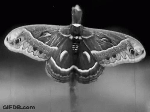 Black And White Moth With Wings Spread GIF