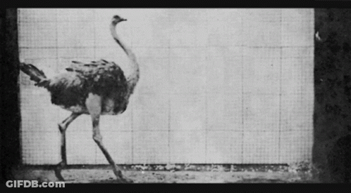 Black And White Ostrich Walking GIF