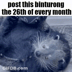 Black And White Otter Laying On Its Back GIF
