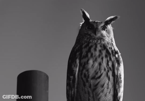 Black And White Owl Next To Black Cylinder GIF