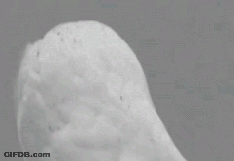 Black And White Owl OMG GIF