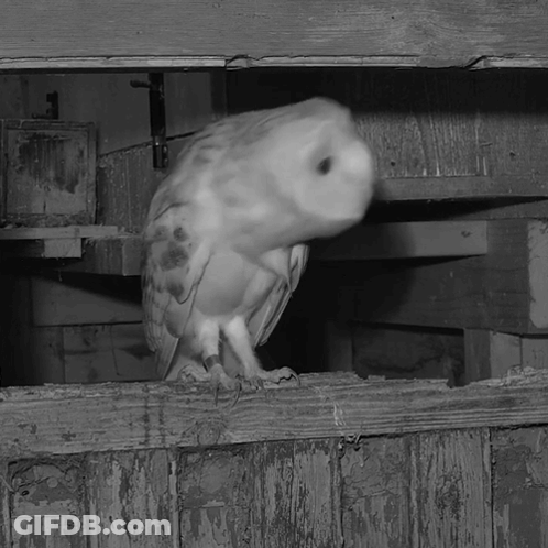 Black And White Owl On Wooden Shelf GIF