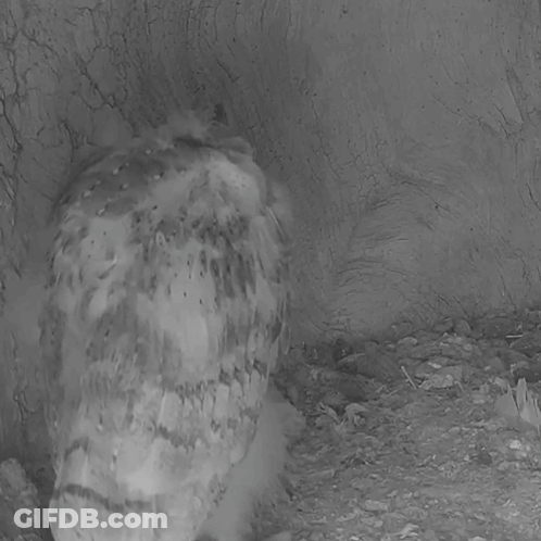 Black And White Owl With Mouse In Beak GIF