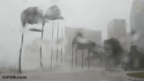 Black And White Palm Trees In Storm GIF