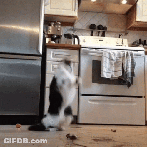 Black And White Party Cat GIF