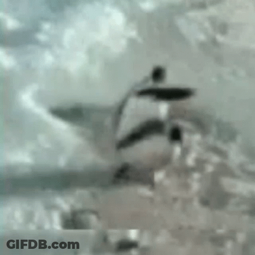 Black And White Penguin On Rock In Water GIF