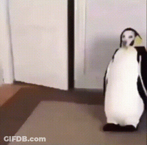 Black And White Penguin Standing In Room GIF