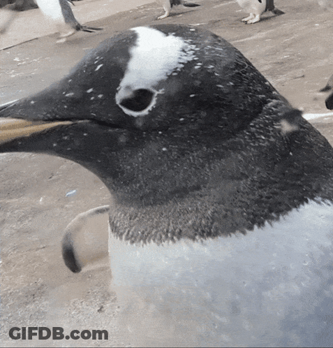 Black And White Penguin With Snow GIF