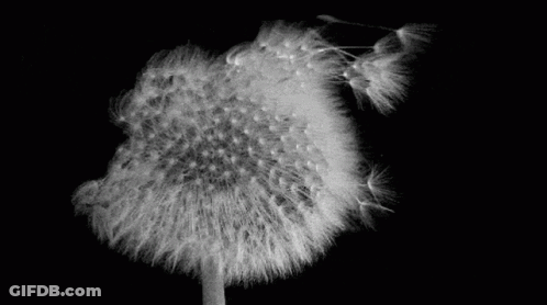 Black And White Photo Of A Dandelion GIF