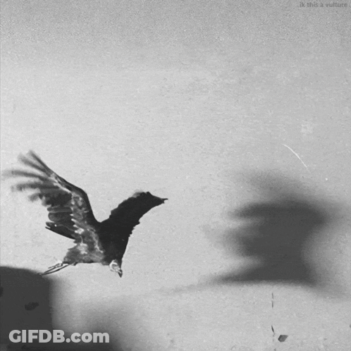 Black And White Photo Of Bird Flying Saying Ik This A Vulture GIF
