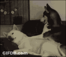 Black And White Photo Of Dog And Cat GIF