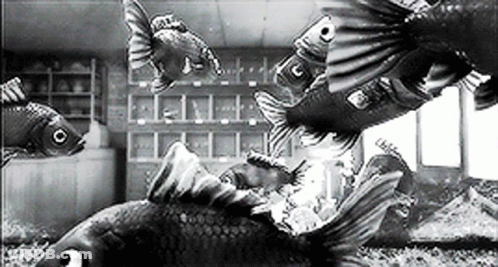 Black And White Photo Of Fish Group GIF