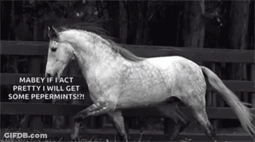 Black And White Photo Of Horse Running In Field With Fence GIF