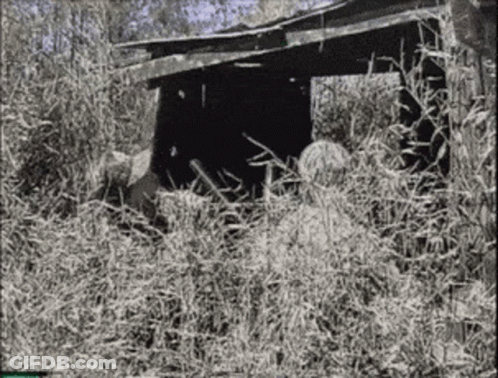 Black And White Photo Of Shack In Grass GIF