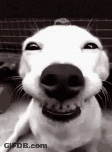 Black And White Photo Of Smiling Dog With Mouth Open GIF