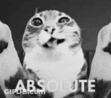 Black And White Photo Of Three Cats With Text Absolute GIF