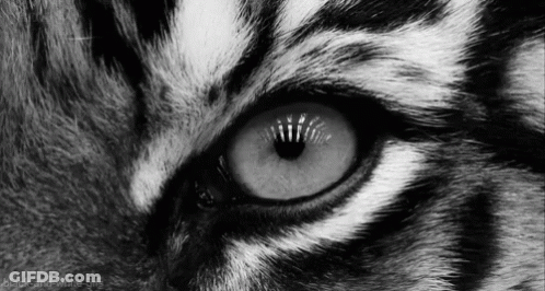 Black And White Photo Of Tiger Eye GIF