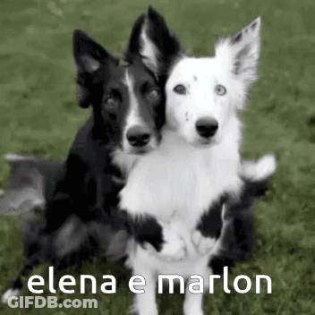 Black And White Photo Of Two Dogs Hugging Elena E Marlon GIF