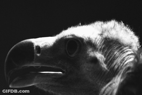 Black And White Photo Of Vulture Head And Neck GIF