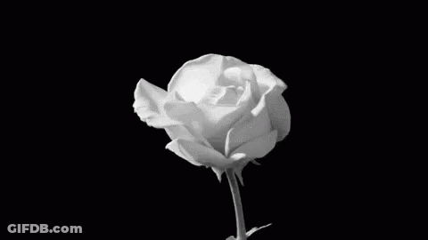 Black And White Photo Of White Rose GIF
