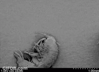 Black And White Photo Of Wood In Dirt GIF