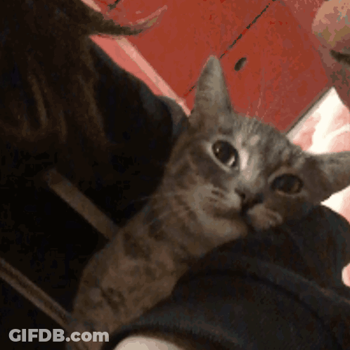 Black And White Photo Saying Why Are You Grey GIF