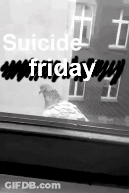 Black And White Pigeon In Front Of Window GIF