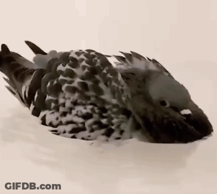 Black And White Pigeon Laying On Back GIF