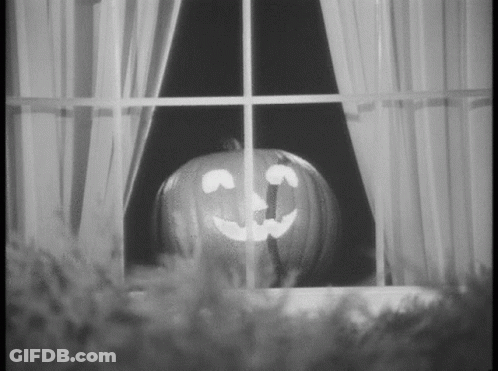 Black And White Pumpkin Looking Out Window GIF