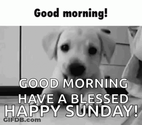 Black And White Puppy Good Morning! GIF
