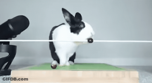 Black And White Rabbit Jumping GIF